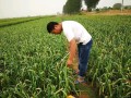 哪里需要蒜苔（哪里需要蒜苔种植）