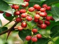 花椒哪里的好（中国哪里的花椒最好）
