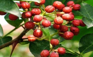 花椒哪里的好（中国哪里的花椒最好）