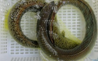 深圳鳗鱼哪里卖（深圳鳗鱼哪里卖的多）