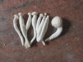 蘑菇吃哪里（蘑菇吃哪个部位）