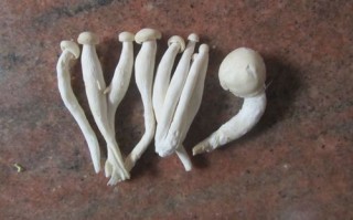 蘑菇吃哪里（蘑菇吃哪个部位）