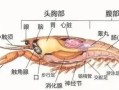 龙虾哪里不能吃图解（大龙虾什么部位不能吃）