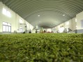茶叶加工利润有多大,如创于茶的总部在哪里