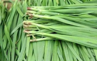 韭菜哪里能吃（最喜欢吃韭菜的国家）