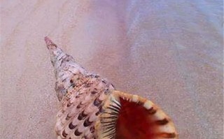 海螺在海里的什么地方,海螺是在哪