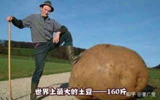 大洋芋是哪里的口音,哪里的土豆最大