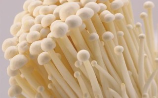 金针菇是什么时候产生的,金针菇长在哪里的图片