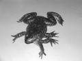 福州哪里牛蛙好吃（中国有没有野生牛蛙）