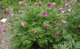 细叶芍药哪里有,赤芍哪里的好吃