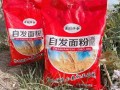 小麦胚粉哪里有卖（面条有小麦胚粉好吗）