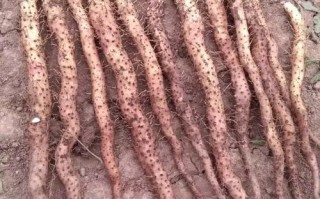 哪的山药产地是最好的,铁棍山药哪里好