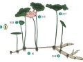 莲薏在莲哪里（莲薏在莲哪里）