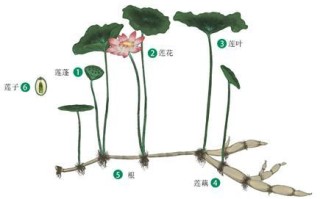莲薏在莲哪里（莲薏在莲哪里）