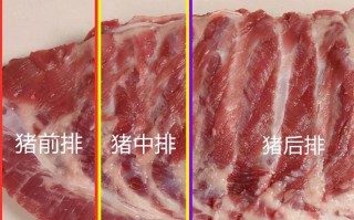 排骨中排是哪里（排骨中排是哪个部位）