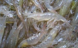 哪里的白虾（国内白虾产地）