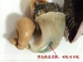螺肉哪里可以吃（螺肉哪里可以吃哪里不可以吃）
