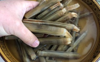 蛏子哪里好吃（蛏子哪里好吃又营养）