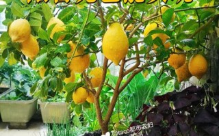 柠檬树适合哪里种植,柠檬适合在哪里种植呢