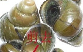 海螺须是海螺什么部位,海螺的头在哪个地方