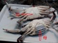 花蟹哪里不能吃（怎么判断螃蟹不能吃了）