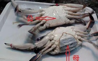 花蟹哪里不能吃（怎么判断螃蟹不能吃了）