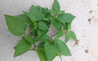 广州哪里有野菜（广州有哪些野菜）
