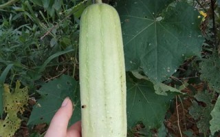 丝瓜是哪里的（丝瓜是哪里的特产）