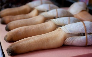 象拔蚌哪里不能吃（象拔蚌哪里不能吃视频）