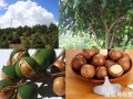 夏威夷果长哪里（夏威夷果长在什么地方?）