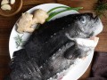 海参斑鱼哪里的（海参斑鱼哪里的好吃）