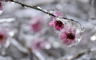梅花冻哪里买（冰冻的梅花）