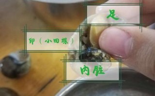 海螺吃哪里（田螺吃哪些部位）