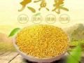 哪里的大黄米好（大黄米哪个地方最好）
