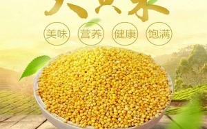 哪里的大黄米好（大黄米哪个地方最好）