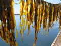 海带长在哪里（海带长在哪里图片）