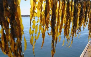 海带长在哪里（海带长在哪里图片）
