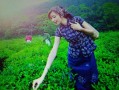 宫廷贡茶味道怎么样（少女用嘴采茶叫什么茶）