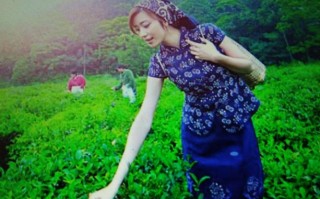 宫廷贡茶味道怎么样（少女用嘴采茶叫什么茶）