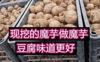 魔芋在哪里买（魔芋一年四季都有的买吗?我是说新鲜的魔芋）