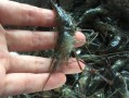 子虾的子在哪里（籽虾是海里的还是河里的）