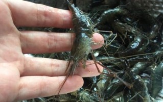 子虾的子在哪里（籽虾是海里的还是河里的）