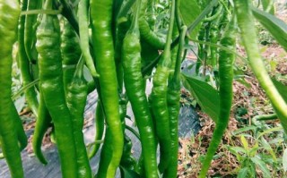 二荆条哪里最好（二荆条哪里最好吃）
