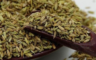 茴香和韭菜哪个有营养,茴香哪里有营养价值