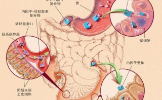 b12在哪里吸收（B12的吸收方式是什么）