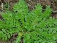 威海哪里荠菜（威海哪里荠菜好吃）