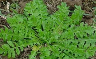 威海哪里荠菜（威海哪里荠菜好吃）