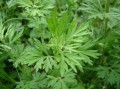 长沙哪里艾草多（长沙哪里艾草多一点）