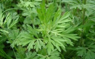 长沙哪里艾草多（长沙哪里艾草多一点）