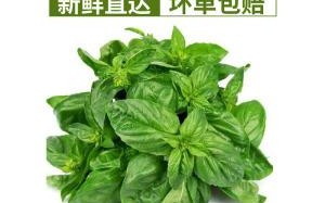罗勒叶 哪里买（罗勒叶哪里买）